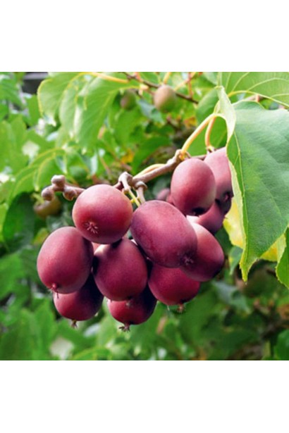 Опис Actinidia arguta Ken’s Red
